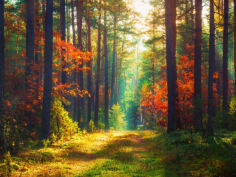 colorful forest in morning sunlight